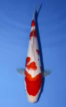 Kohaku - koi #x0624a001