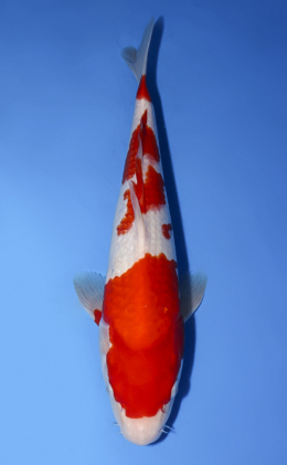 Kohaku - koi #x0624a002