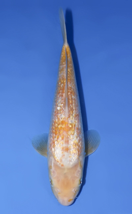 Golden Corn - koi #x0624a004