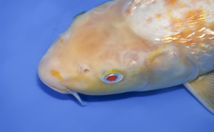 Golden Corn - koi #x0624a004 - Side View A
