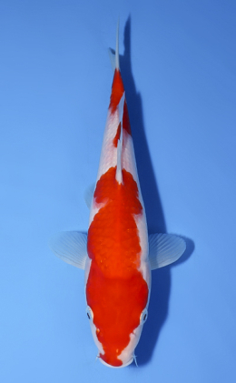Kohaku - koi #x0624a005