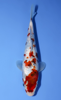 Ginrin Showa - koi #x0624a006