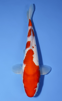Kohaku - koi #x0624a007