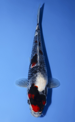 Showa - koi #x0624a008