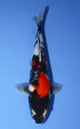 Showa - koi #x0624a009