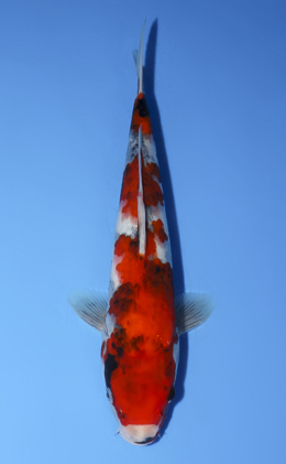 Showa - koi #x0624a010
