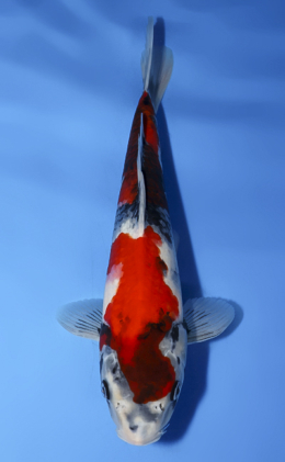 Showa - koi #x0624a013
