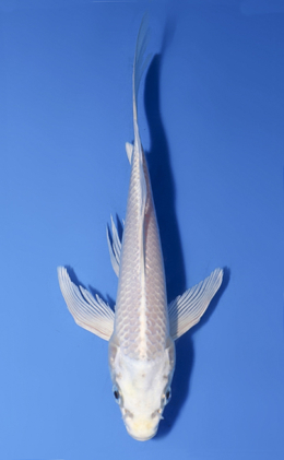Hirenaga Platinum - koi #x0624a016