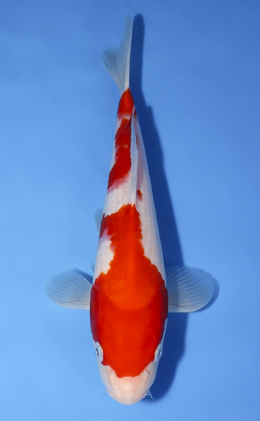 Kohaku - koi #x0624a017