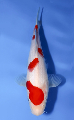 Kohaku - koi #x0624a018