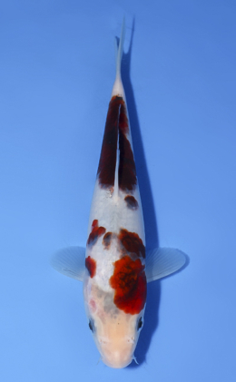 Aigoromo - koi #x0624a019