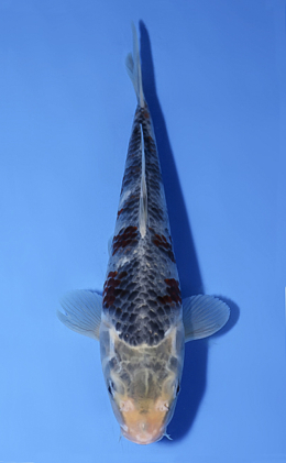 Kawari - koi #x0624a020
