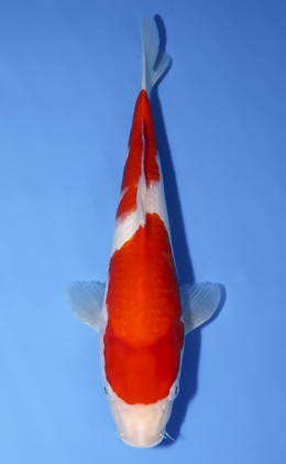 Kohaku - koi #x0624a021