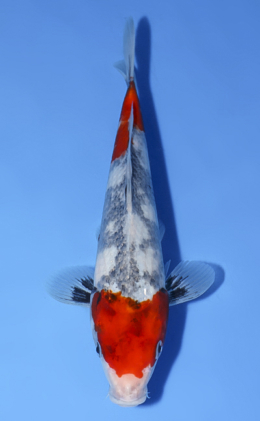 Showa - koi #x0624a022