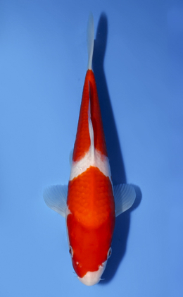 Kohaku - koi #x0624a023