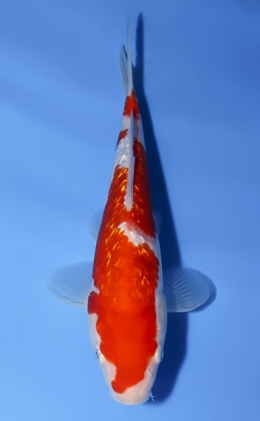 Ginrin Kohaku - koi #x0624a024
