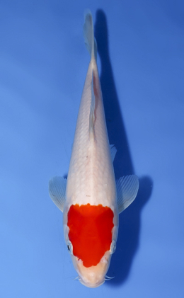Tancho Kohaku - koi #x0624a026
