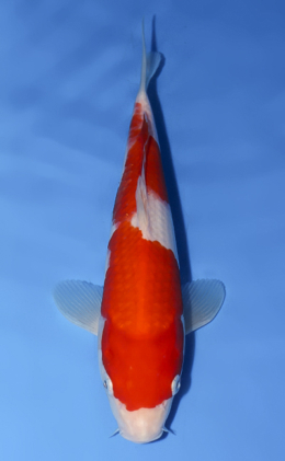 Kohaku - koi #x0624a027