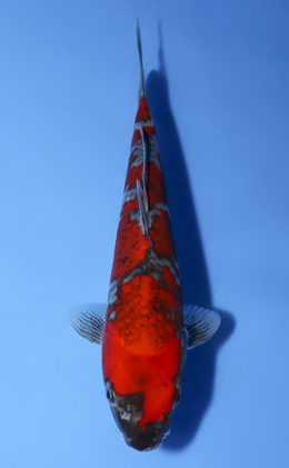 Goshiki - koi #x0624a028