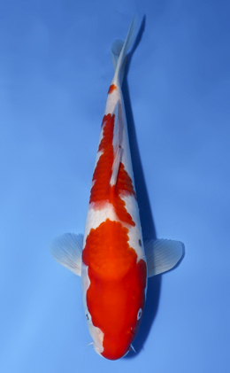 Kohaku - koi #x0624a029
