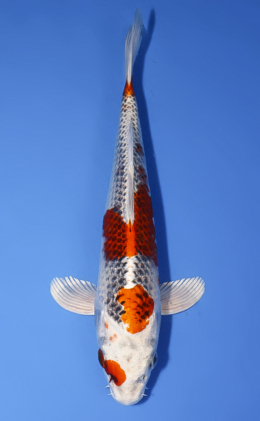 Kujyaku - koi #x0624a030