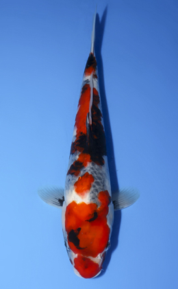 Showa - koi #x0624a031