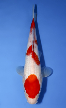 Kohaku - koi #x0624a033