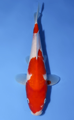 Kohaku - koi #x0624a034