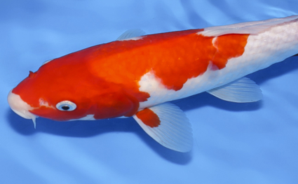 Kohaku - koi #x0624a034 - Side View A