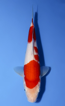 Kohaku - koi #x0624a035
