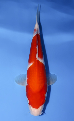 Kohaku - koi #x0624a036