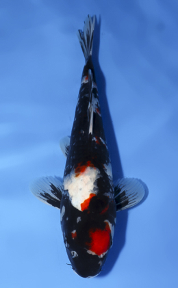 Showa - koi #x0624a037