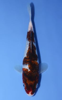 Ginrin Koromo - koi #x0624a038