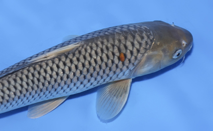 Soragoi - koi #x0624a039 - Side View A