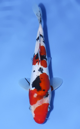 Doitsu Sanke - koi #x0624a040