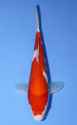 Kohaku - koi #x0624a041