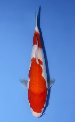 Kohaku - koi #x0624a042