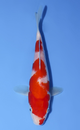 Kohaku - koi #x0624a043