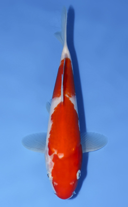 Kohaku - koi #x0624a044