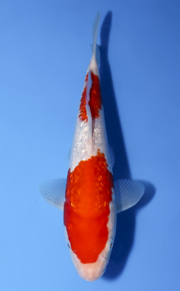 Ginrin Kohaku - koi #x0624a045