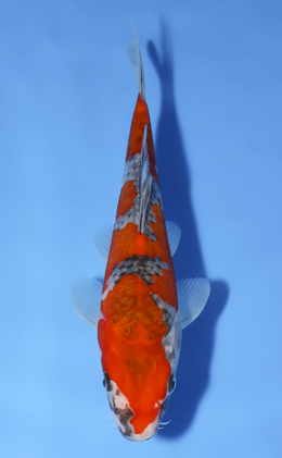 Goshiki - koi #x0624a047