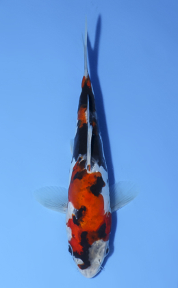 Doitsu Showa - koi #x0624a049