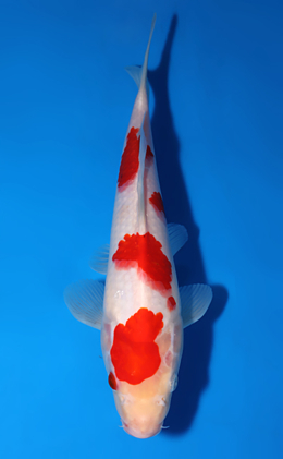 Kohaku - koi #x0625a001