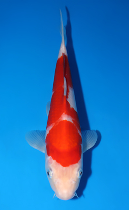 Kohaku - koi #x0625a004