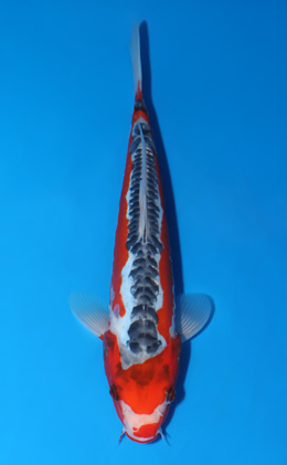 Shusui - koi #x0625a005