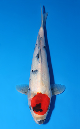 Tancho Showa - koi #x0625a006