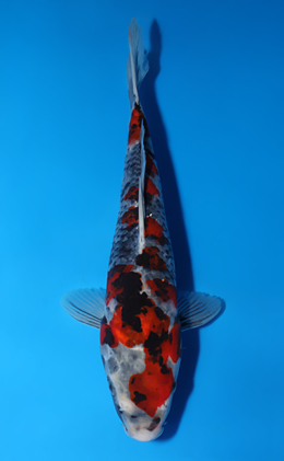 Showa - koi #x0625a008