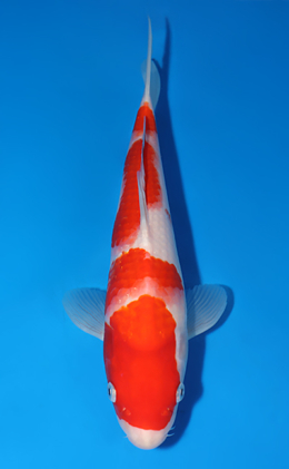 Kohaku - koi #x0625a009