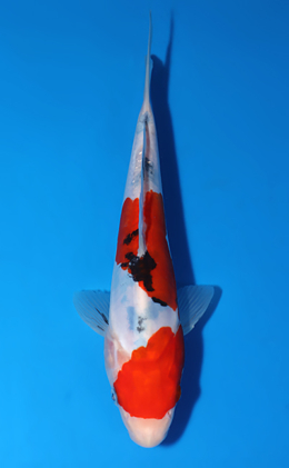 Doitsu Showa - koi #x0625a011