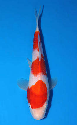 Kohaku - koi #x0625a015